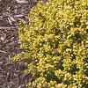 Berberis thunbergii 'Bogozam', habit