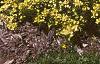 Berberis thunbergii 'Bogozam', habit