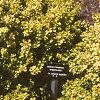 Berberis thunbergii 'Bogozam', habit
