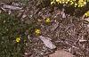 Berberis thunbergii 'Bogozam', habit