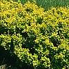 Berberis thunbergii 'Bogozam', habit