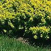 Berberis thunbergii 'Bogozam', habit