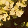 Berberis thunbergii 'Bogozam', leaves