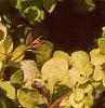 Berberis thunbergii 'Bogozam', leaves