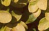 Berberis thunbergii 'Bogozam', leaves