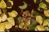 Berberis thunbergii 'Bogozam', leaves