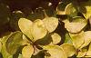 Berberis thunbergii 'Bogozam', leaves