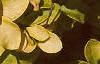 Berberis thunbergii 'Bogozam', leaves