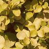 Berberis thunbergii 'Bogozam', leaves