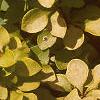 Berberis thunbergii 'Bogozam', leaves