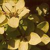Berberis thunbergii 'Bogozam', leaves