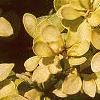 Berberis thunbergii 'Bogozam', leaves