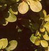Berberis thunbergii 'Bogozam', leaves