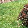 Berberis thunbergii 'Atropurpurea Nana', habit