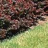 Berberis thunbergii 'Atropurpurea Nana', habit