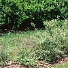 Berberis thunbergii 'Atropurpurea Nana', habit