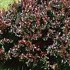 Berberis thunbergii 'Atropurpurea Nana', habit
