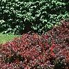 Berberis thunbergii 'Atropurpurea Nana', habit