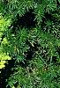 Berberis thunbergii 'Maria', habit