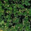 Berberis thunbergii 'Maria', habit