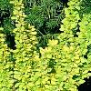 Berberis thunbergii 'Maria', habit