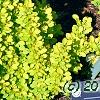 Berberis thunbergii 'Maria', habit