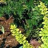 Berberis thunbergii 'Maria', habit
