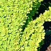 Berberis thunbergii 'Maria', habit