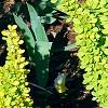 Berberis thunbergii 'Maria', habit