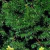 Berberis thunbergii 'Maria', habit