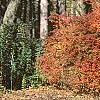 Berberis thunbergii 'Thornless', fall color