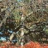 Berberis thunbergii 'Thornless', fall color