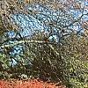 Berberis thunbergii 'Thornless', fall color