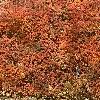 Berberis thunbergii 'Thornless', fall color