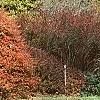 Berberis thunbergii 'Thornless', fall color