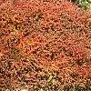 Berberis thunbergii 'Thornless', fall color