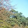 Berberis thunbergii 'Thornless', fall color