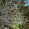 Berberis thunbergii 'Thornless', fall color