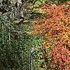 Berberis thunbergii 'Thornless', fall color