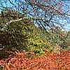 Berberis thunbergii 'Thornless', fall color