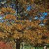 Berberis thunbergii 'Thornless', fall color