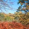Berberis thunbergii 'Thornless', fall color