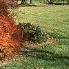 Berberis thunbergii 'Thornless', fall color