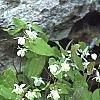 Epimedium alpinum, habit