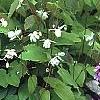 Epimedium alpinum, habit