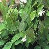Epimedium alpinum, habit