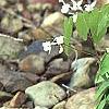Epimedium alpinum, habit