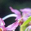 Epimedium grandiflorum 'Crimson Beauty', flowers