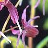 Epimedium grandiflorum 'Crimson Beauty', flowers