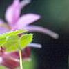 Epimedium grandiflorum 'Crimson Beauty', flowers
